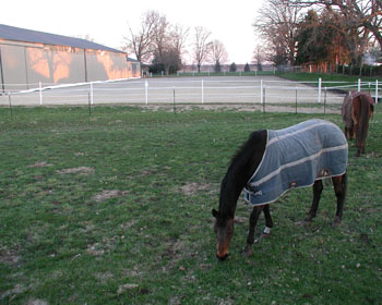 horses grazing near a barn colored red by the setting sun