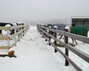 frosty fence