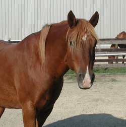 Bailey