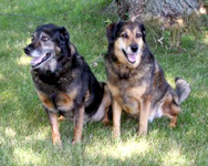 2 dogs sitting on the lawn