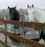 black horse white horse looking over fence