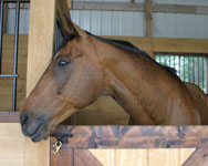 cobalt in his stall