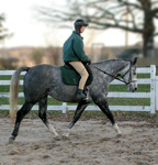 rider on a gray horse