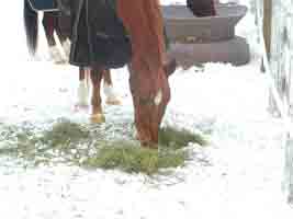 horse munching hay