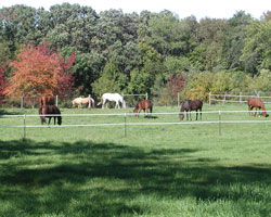 horses and fall foliage