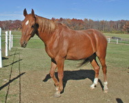 chestnut horse