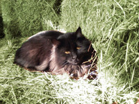 black cat on hay bales