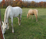 horses on pasture