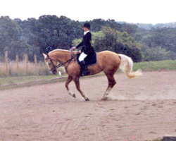 riding zeke at a horse show