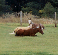 three horses laying down in pasture